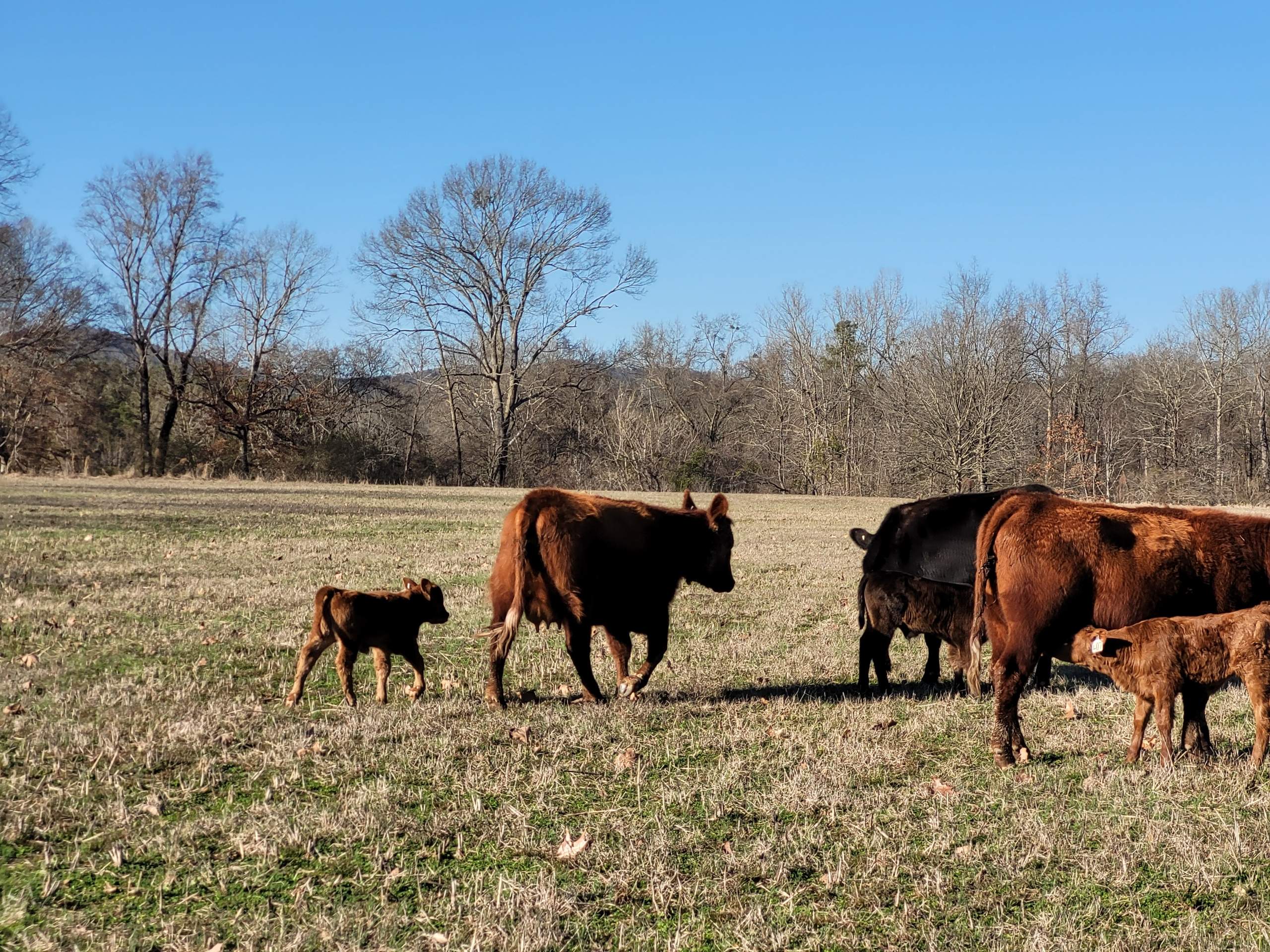 Red and Black Angus Heifers